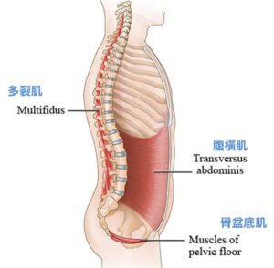 核心深层肌群